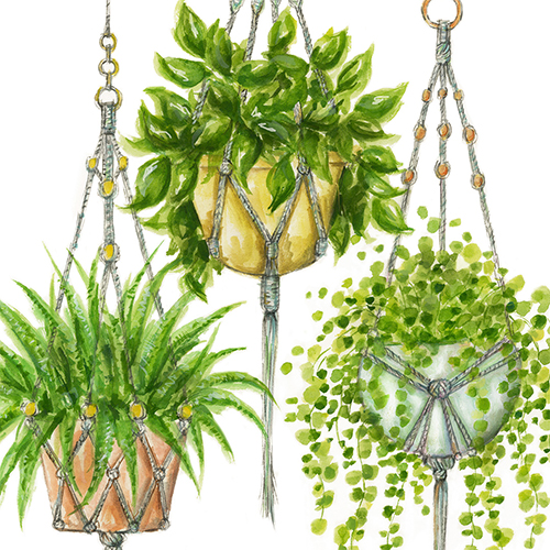 Bella Hanging Plants Wallpaper